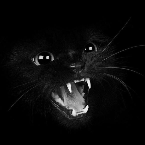 Meet your Posher, Alijah - Picture 1 of 1